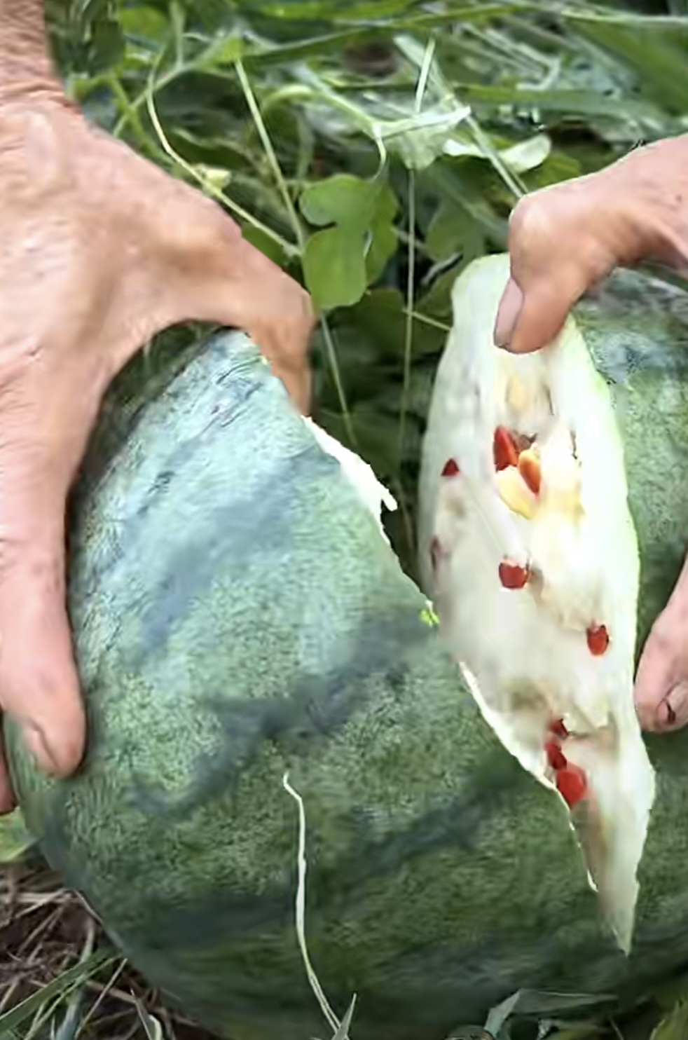 吃瓜的猹(吃瓜的猹是什么意思)