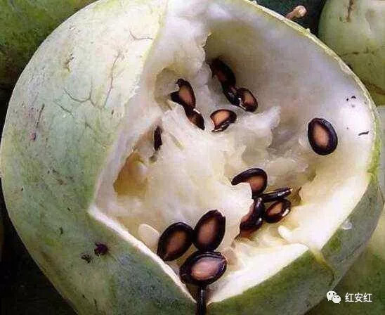 吃瓜烙是哪里的方言(吃瓜这个梗怎么来的)