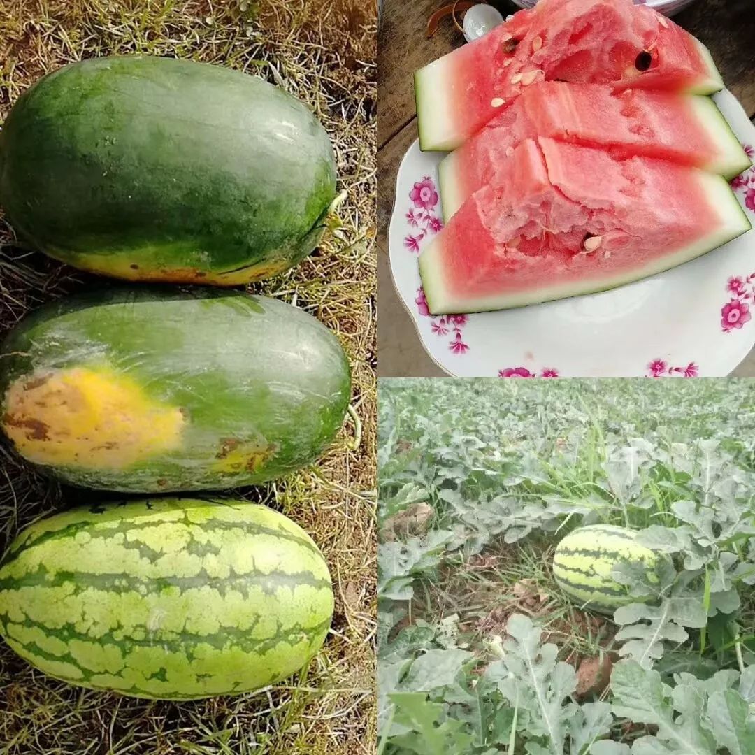 吃瓜群众顺口溜(吃瓜群众对应口号)