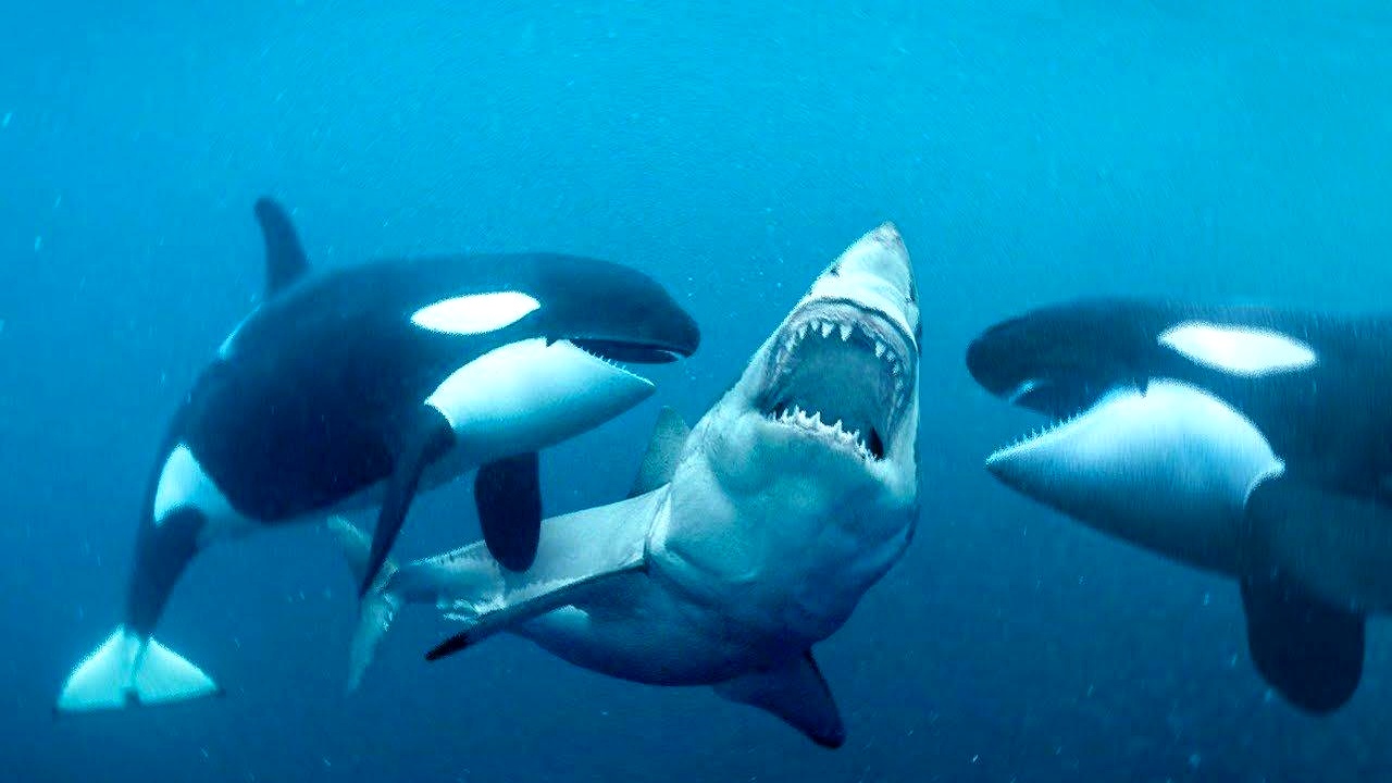 大赛沙有多强(大赛沙vs大洛基安)